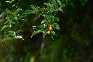 Kiraz gümüşü (Elaeagnus multiflora) meyveleri. Elaeagnaceae yaprak döken ağacı. Mayıs 'tan Temmuz' a kadar olgunlaşan meyveler yenilebilir aksesuarlardır..