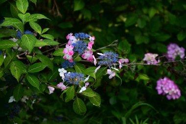  Ortanca çiçeği. Mevsimlik çiçek arkaplanı malzemesi. Yağmur mevsiminin kasvetini aydınlatan bir çiçektir ve Japonya 'nın mevsimsel bir özelliğidir..