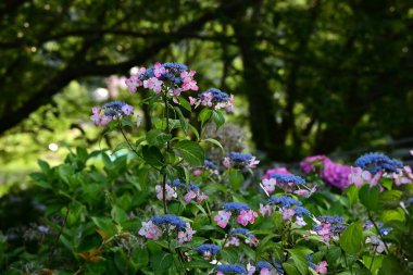  Ortanca çiçeği. Mevsimlik çiçek arkaplanı malzemesi. Yağmur mevsiminin kasvetini aydınlatan bir çiçektir ve Japonya 'nın mevsimsel bir özelliğidir..