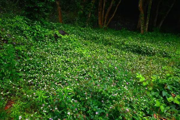 Ormandaki kümelerde yetişen nane çiçekleri. Çiçeklerin eşsiz bir kokusu vardır, ama dört çizgileri çaprazlama dizilmiştir, bu da onlara saf bir güzellik verir..