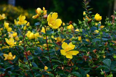 Hypericum patulum (Sungold St. John 's Wort) çiçekleri. Hiperikaceae yarı-yeşil çalı. Parlak sarı beş yapraklı çiçekler yazın açar..