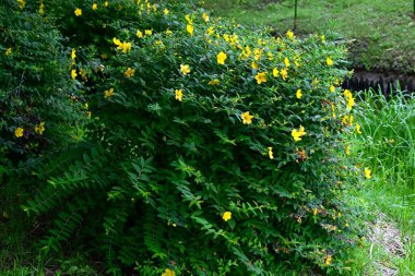 Hypericum patulum (Sungold St. John 's Wort) çiçekleri. Hiperikaceae yarı-yeşil çalı. Parlak sarı beş yapraklı çiçekler yazın açar..