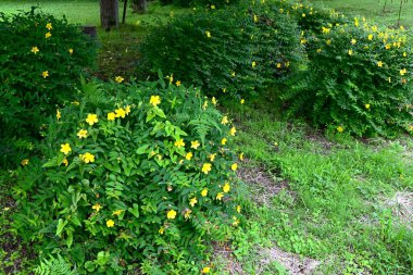 Hypericum patulum (Sungold St. John 's Wort) çiçekleri. Hiperikaceae yarı-yeşil çalı. Parlak sarı beş yapraklı çiçekler yazın açar..