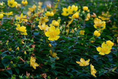 Hypericum patulum (Sungold St. John 's Wort) çiçekleri. Hiperikaceae yarı-yeşil çalı. Parlak sarı beş yapraklı çiçekler yazın açar..