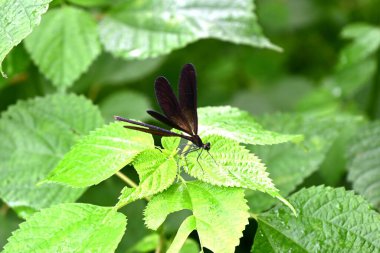  Bir kalopteriks atrata dişisi. Odonata kalopterigo fikri. Erkek parlak yeşil bir vücuda sahiptir, dişi ise siyah-kahverengidir. Japonya 'da bazı bölgeler nesli tükenmekte olan türler olarak gösterilir..
