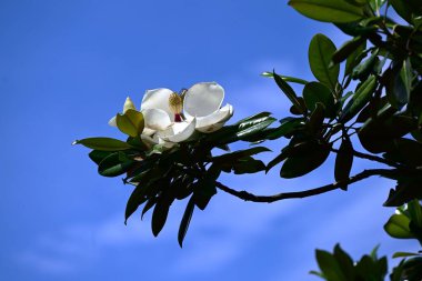 Güney manolyası (Magnolia grandiflora) çiçekleri. Magnoliaceae yemyeşil ağacı. Büyük beyaz bardak şeklindeki çiçekler yazın başlarında çiçek açar..