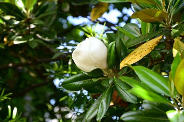 Güney manolyası (Magnolia grandiflora) çiçekleri. Magnoliaceae yemyeşil ağacı. Büyük beyaz bardak şeklindeki çiçekler yazın başlarında çiçek açar..