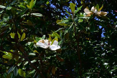 Güney manolyası (Magnolia grandiflora) çiçekleri. Magnoliaceae yemyeşil ağacı. Büyük beyaz bardak şeklindeki çiçekler yazın başlarında çiçek açar..
