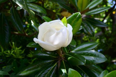 Güney manolyası (Magnolia grandiflora) çiçekleri. Magnoliaceae yemyeşil ağacı. Büyük beyaz bardak şeklindeki çiçekler yazın başlarında çiçek açar..