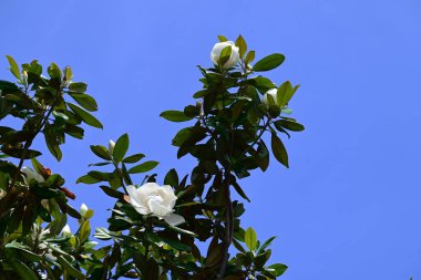Güney manolyası (Magnolia grandiflora) çiçekleri. Magnoliaceae yemyeşil ağacı. Büyük beyaz bardak şeklindeki çiçekler yazın başlarında çiçek açar..