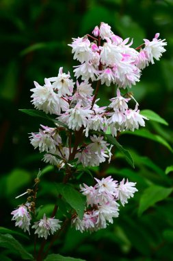 Kolkwitzia amabilis (Çin güzel çalısı) çiçekleri. Caprifoliaceae yaprak döken çalı. Pembe tomurcuklar yazın başlarında açılır ve beyaz çiçekler açar..