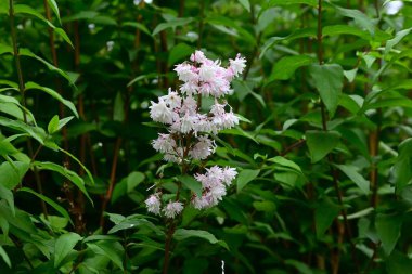 Kolkwitzia amabilis (Çin güzel çalısı) çiçekleri. Caprifoliaceae yaprak döken çalı. Pembe tomurcuklar yazın başlarında açılır ve beyaz çiçekler açar..