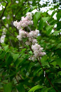 Kolkwitzia amabilis (Çin güzel çalısı) çiçekleri. Caprifoliaceae yaprak döken çalı. Pembe tomurcuklar yazın başlarında açılır ve beyaz çiçekler açar..