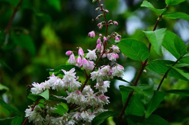 Kolkwitzia amabilis (Çin güzel çalısı) çiçekleri. Caprifoliaceae yaprak döken çalı. Pembe tomurcuklar yazın başlarında açılır ve beyaz çiçekler açar..