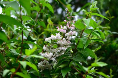 Kolkwitzia amabilis (Çin güzel çalısı) çiçekleri. Caprifoliaceae yaprak döken çalı. Pembe tomurcuklar yazın başlarında açılır ve beyaz çiçekler açar..