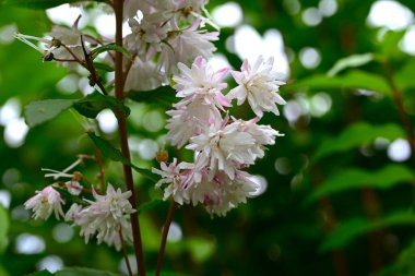 Kolkwitzia amabilis (Çin güzel çalısı) çiçekleri. Caprifoliaceae yaprak döken çalı. Pembe tomurcuklar yazın başlarında açılır ve beyaz çiçekler açar..