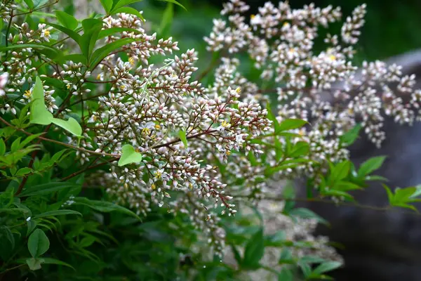  Nandina evcil çiçekleri. Berberidaceae her zaman yeşil çalı. Altı yapraklı beyaz çiçekler yazın başlarında açar. Japonya 'da, kötü ruhları uzak tutmak için girişlere ekilir..