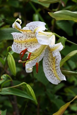  Golden rayed lily (Lilium auratum) flowers. A species endemic to Japan, large, fragrant white flowers with yellow bands and reddish-brown spots on the petals bloom in summer.