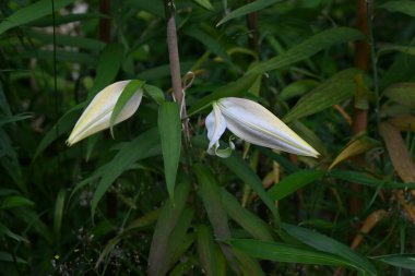  Golden rayed lily (Lilium auratum) flowers. A species endemic to Japan, large, fragrant white flowers with yellow bands and reddish-brown spots on the petals bloom in summer.