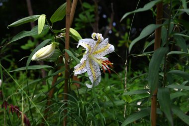  Golden rayed lily (Lilium auratum) flowers. A species endemic to Japan, large, fragrant white flowers with yellow bands and reddish-brown spots on the petals bloom in summer.