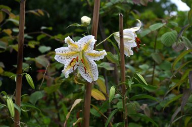  Golden rayed lily (Lilium auratum) flowers. A species endemic to Japan, large, fragrant white flowers with yellow bands and reddish-brown spots on the petals bloom in summer.