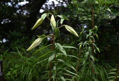  Golden rayed lily (Lilium auratum) flowers. A species endemic to Japan, large, fragrant white flowers with yellow bands and reddish-brown spots on the petals bloom in summer.