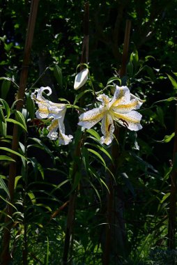  Golden rayed lily (Lilium auratum) flowers. A species endemic to Japan, large, fragrant white flowers with yellow bands and reddish-brown spots on the petals bloom in summer.