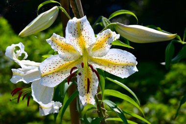  Golden rayed lily (Lilium auratum) flowers. A species endemic to Japan, large, fragrant white flowers with yellow bands and reddish-brown spots on the petals bloom in summer.