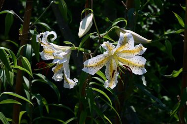  Golden rayed lily (Lilium auratum) flowers. A species endemic to Japan, large, fragrant white flowers with yellow bands and reddish-brown spots on the petals bloom in summer.