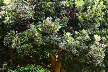 Kırmızı Bayberry (Morella rubra) böğürtlen. Myricaceae dioecious Evergreen ağacı. Meyveler yazın olgunlaşır ve çiğ yemek ya da reçel ve meyve şarabı yapmak için kullanılır..
