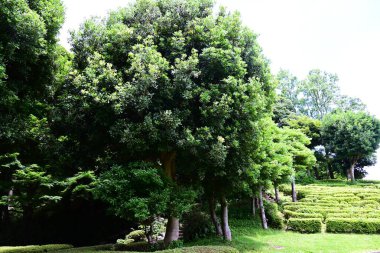 Kırmızı Bayberry (Morella rubra) böğürtlen. Myricaceae dioecious Evergreen ağacı. Meyveler yazın olgunlaşır ve çiğ yemek ya da reçel ve meyve şarabı yapmak için kullanılır..