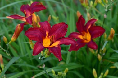 Zambak (Hemerocallis) çiçekleri. Asphodelaceae daimi bitkileri. Bu çiçekler yağmurlu mevsimlerde açar. Güneşli birkaç gün olduğu zaman, kasvetli ruh halini aydınlatır..