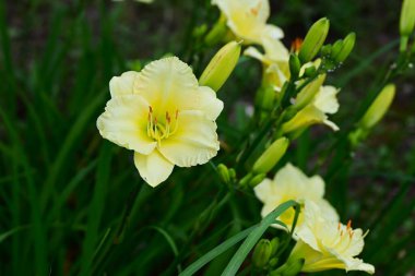 Zambak (Hemerocallis) çiçekleri. Asphodelaceae daimi bitkileri. Bu çiçekler yağmurlu mevsimlerde açar. Güneşli birkaç gün olduğu zaman, kasvetli ruh halini aydınlatır..