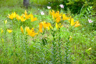  Thunberg zambağı (Lilium maculatum) çiçekleri. Liliaceae daimi soğanlı bitkiler. Kıyıların yakınında ve kayalıklarda büyürler ve yazın yukarı doğru çiçek açarlar..