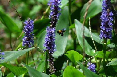 Pontederia kordata (Pickerel otu) çiçekleri. Pontederiaceae çok yıllık su bitkisi. Yazın, birçok mor-mavi altı yapraklı çiçek sivri uçlarda açar.