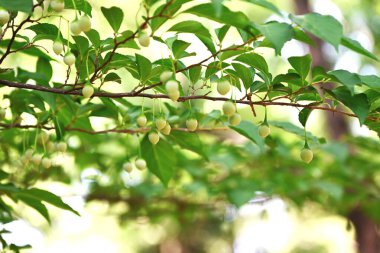 Styrax japonica fruits (Drupe). Styracaceae deciduuous tree. The skin of the fruit that forms after flowering is poisonous, but the seeds are a favorite food of the varied tit.