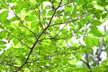 Styrax japonica fruits (Drupe). Styracaceae deciduuous tree. The skin of the fruit that forms after flowering is poisonous, but the seeds are a favorite food of the varied tit.