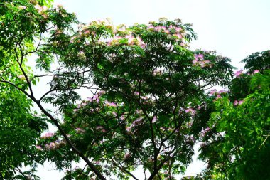  İpek ağacı çiçekleri. Fabaceae yapraklı ağaç. Soluk pembe çiçekler Haziran 'dan Temmuz' a kadar açar. Ayrıca zihni sakinleştirmek ve uykusuzluğu gidermek gibi tıbbi özellikleri de var..