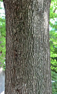  Pyrus pyrifolia (kum armudu) meyveleri. Rosaceae yaprak döken ağacı. Japon armudunun orijinal türü olduğu söylenir ama meyveler tatsızdır ve çiğ yemek için uygun değildir..