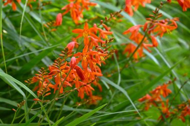 Crocosmia çiçekleri. Güney Afrika 'ya özgü Iridaceae bitkileri. Parlak turuncu çiçekler yazın çivilerde açar..