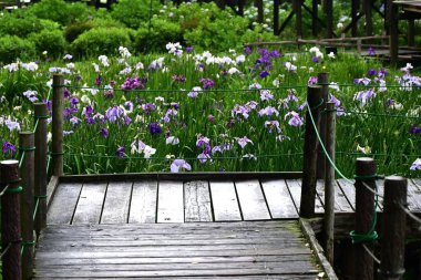  Yağmurlu bir günde göz bahçesinde Japon iris çiçekleri. Iridaceae bitkileri suyun yanında yetişir ve sarı yapraklı çok çeşitli çiçek renklerine sahiptir..
