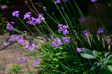  Tulbaghia (tatlı sarımsak) çiçekleri. Amarillidaceae soğan bitkileri Güney Afrika 'ya özgüdür. Çiçek sapının sonunda soluk mor yıldız şeklinde çiçekler açar..