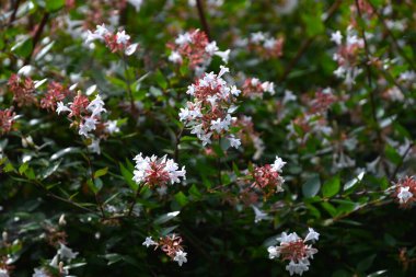  Abelia çiçekleri. Kaprifoliaceae her zaman yeşil çalı. Küçük, çan şeklinde, beyaz çiçekler bahardan sonbahara kadar çok sayıda çiçek açar. Sık sık çit olarak kullanılır..
