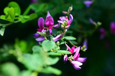  Lespedeza Maximowiczii çiçekleri. Fabaceae yaprak döken çalı. Mor kırmızı kelebek şeklinde çiçekler Haziran 'dan Temmuz' a kadar yarışlarda açar..