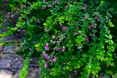  Lespedeza Maximowiczii çiçekleri. Fabaceae yaprak döken çalı. Mor kırmızı kelebek şeklinde çiçekler Haziran 'dan Temmuz' a kadar yarışlarda açar..