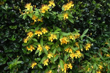 Çin hiperikum çiçekleri. Hypericaceae yarı yaprak döken çalı. Beş yapraklı sarı çiçekler ve uzun erkek çiçekleri yazın başlarında çiçek açar. Ayrıca tıbbi özellikleri de var..