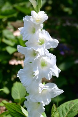 Gladiolus çiçekleri. Iridaceae soğanlı bitkiler. Bu çiçekler çok çeşitli renklerde gelir ve yaz çiçeklerini parlatır. Ampulleri yerleştirdikten üç ay sonra çiçek açarlar..