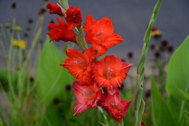 Gladiolus çiçekleri. Iridaceae soğanlı bitkiler. Bu çiçekler çok çeşitli renklerde gelir ve yaz çiçeklerini parlatır. Ampulleri yerleştirdikten üç ay sonra çiçek açarlar..
