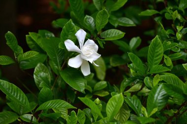 Çifte çiçekli Cape Jasmine (Gardenia Jasminoides) çiçekleri. Kokulu beyaz çiçekler yazın açarlar, ama iki kat çiçek açtıkları için meyve vermezler..