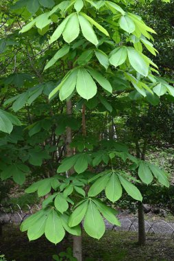 Japon atı kestane ağacı. Sapindaceae yapraklı ağaç. Yazın başında taze yeşil yaprakları ve sonbaharda sarı yaprakları olan çekici bir ağaçtır ve sokak ağacı olarak kullanılır..